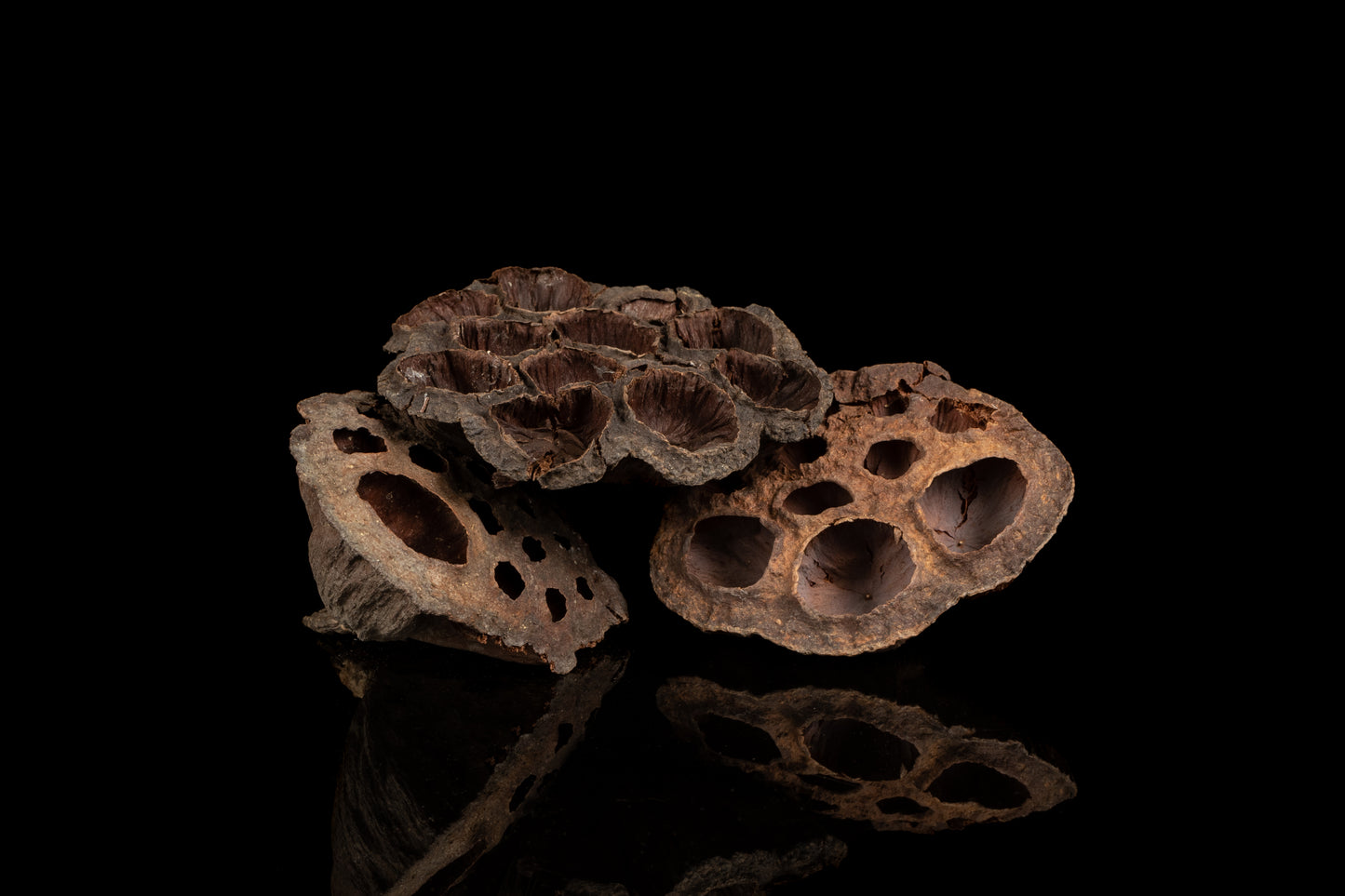 Lotus Seed Pod