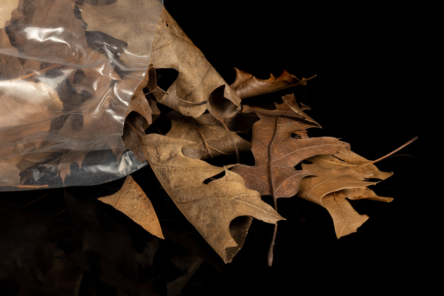 Assorted Leaf Litter