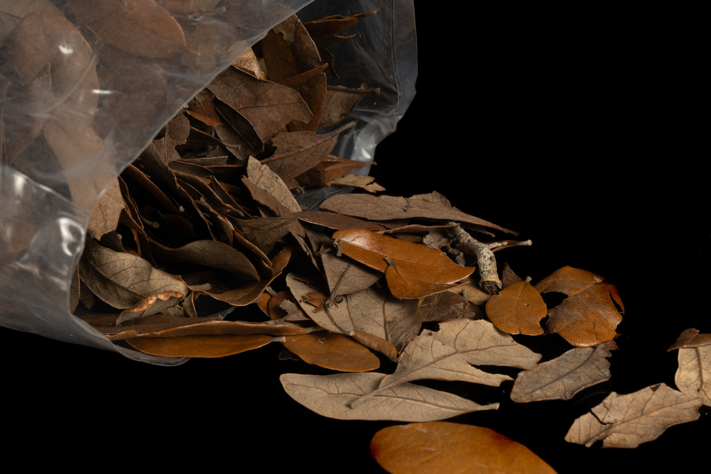 Live Oak Leaves