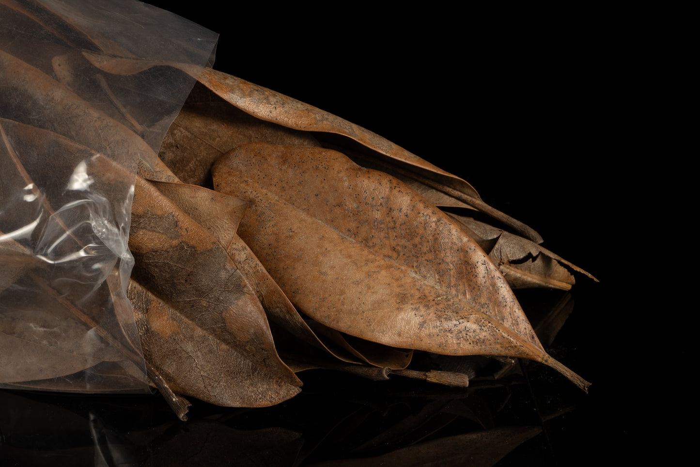 Magnolia Leaves