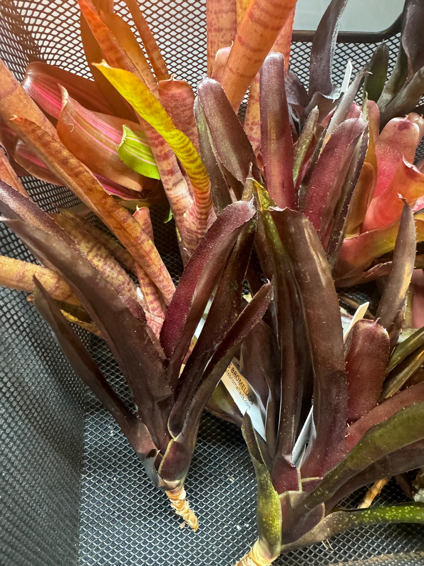 Assorted Mini Neoregelia Reds