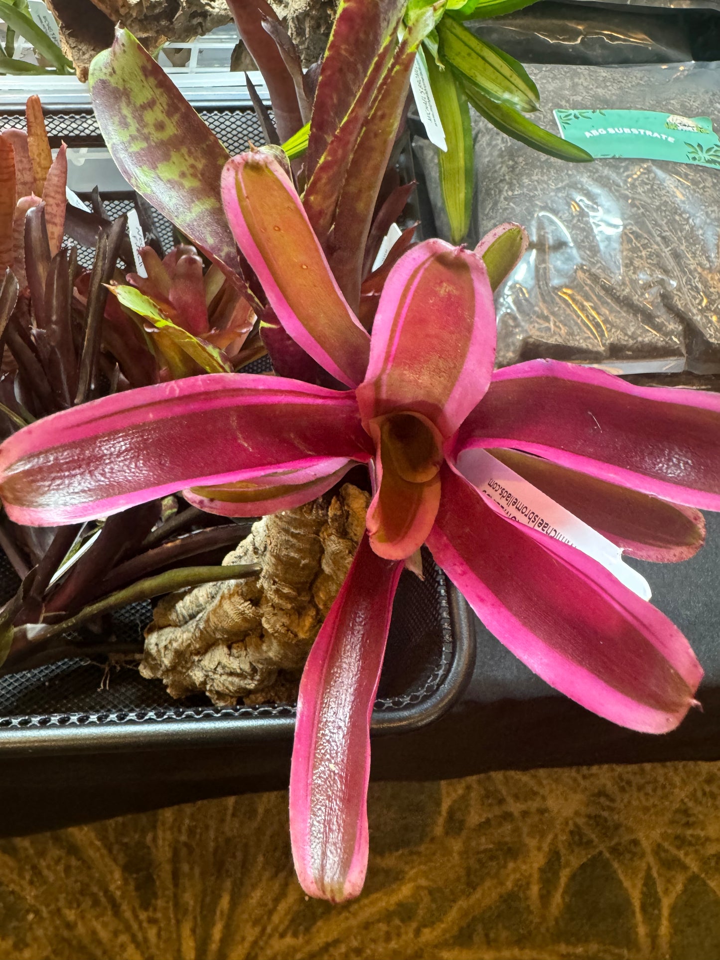 Assorted Mini Neoregelia Reds