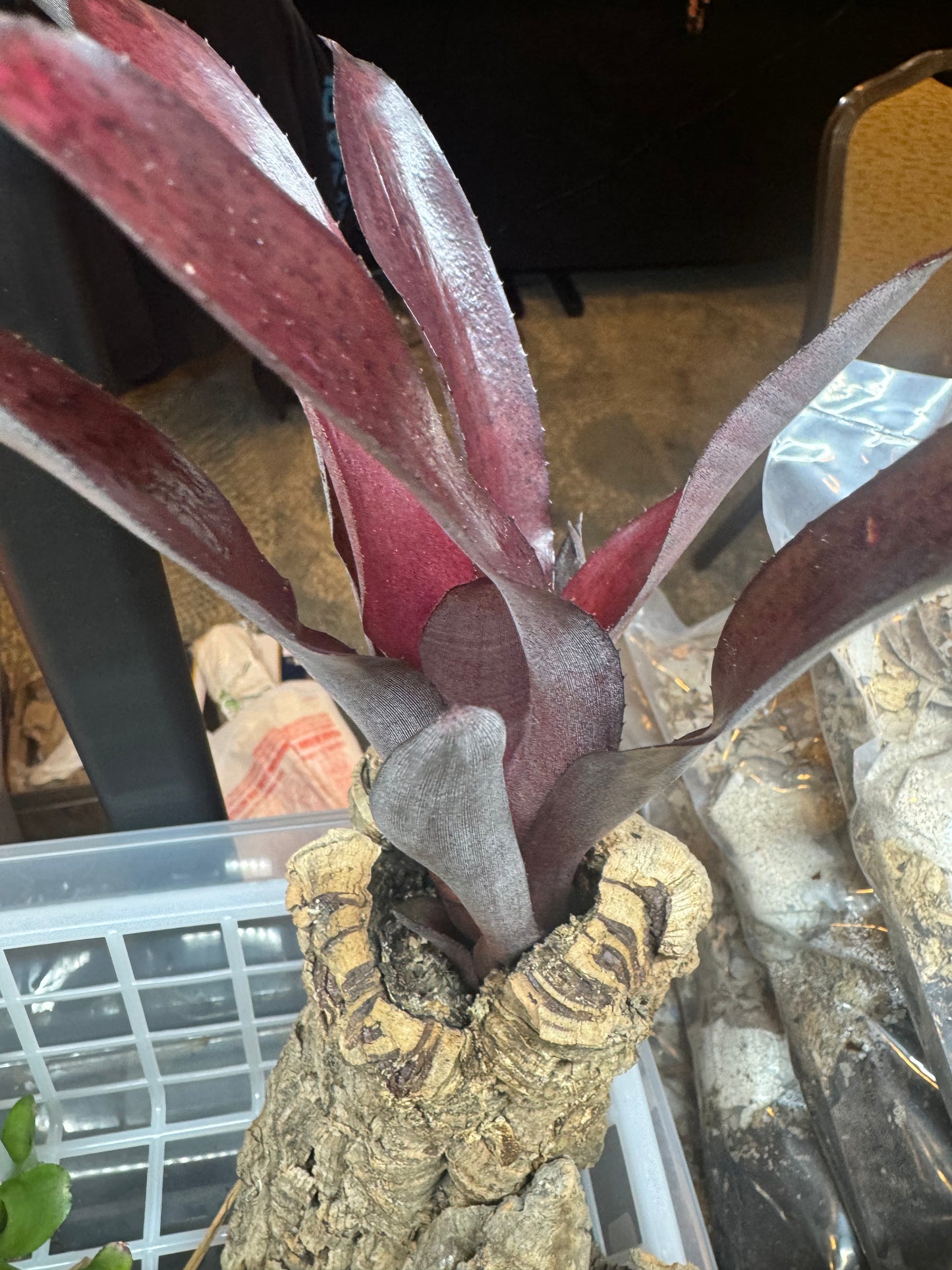 Assorted Mini Neoregelia Reds