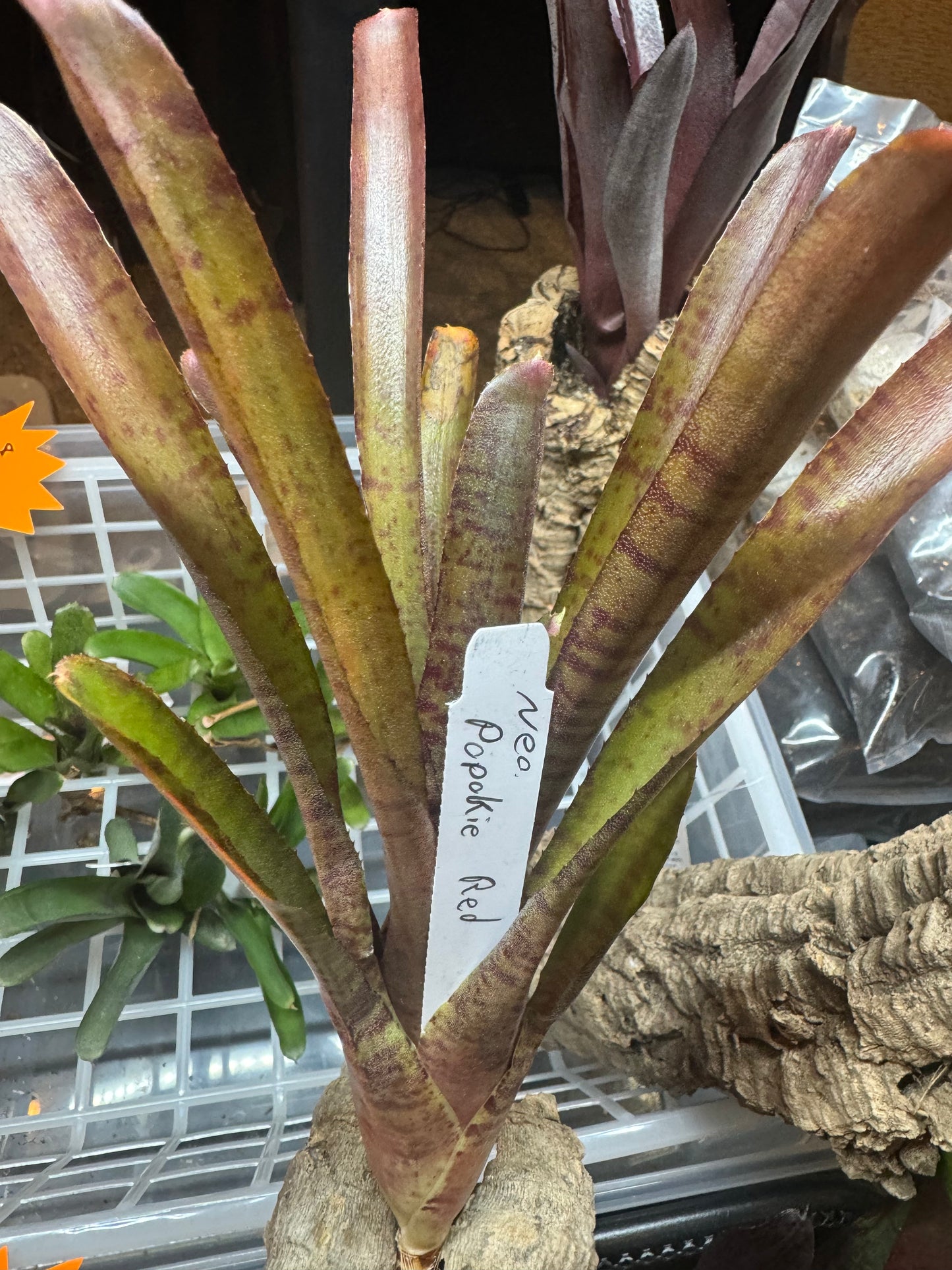 Assorted Mini Neoregelia Reds