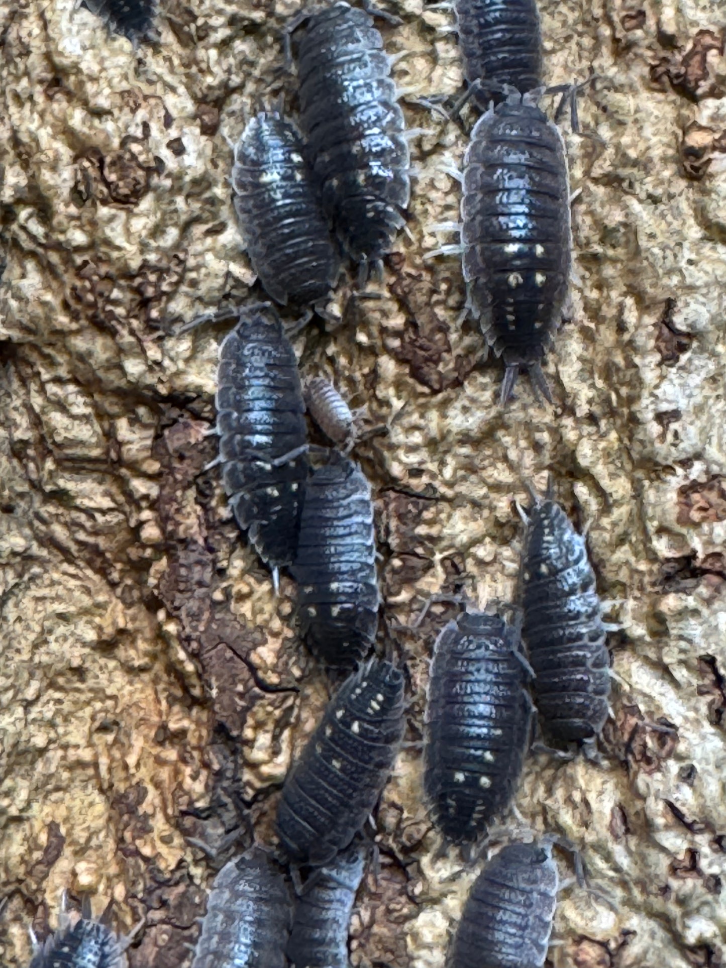 Porcellio Oranatus Yellow Dot