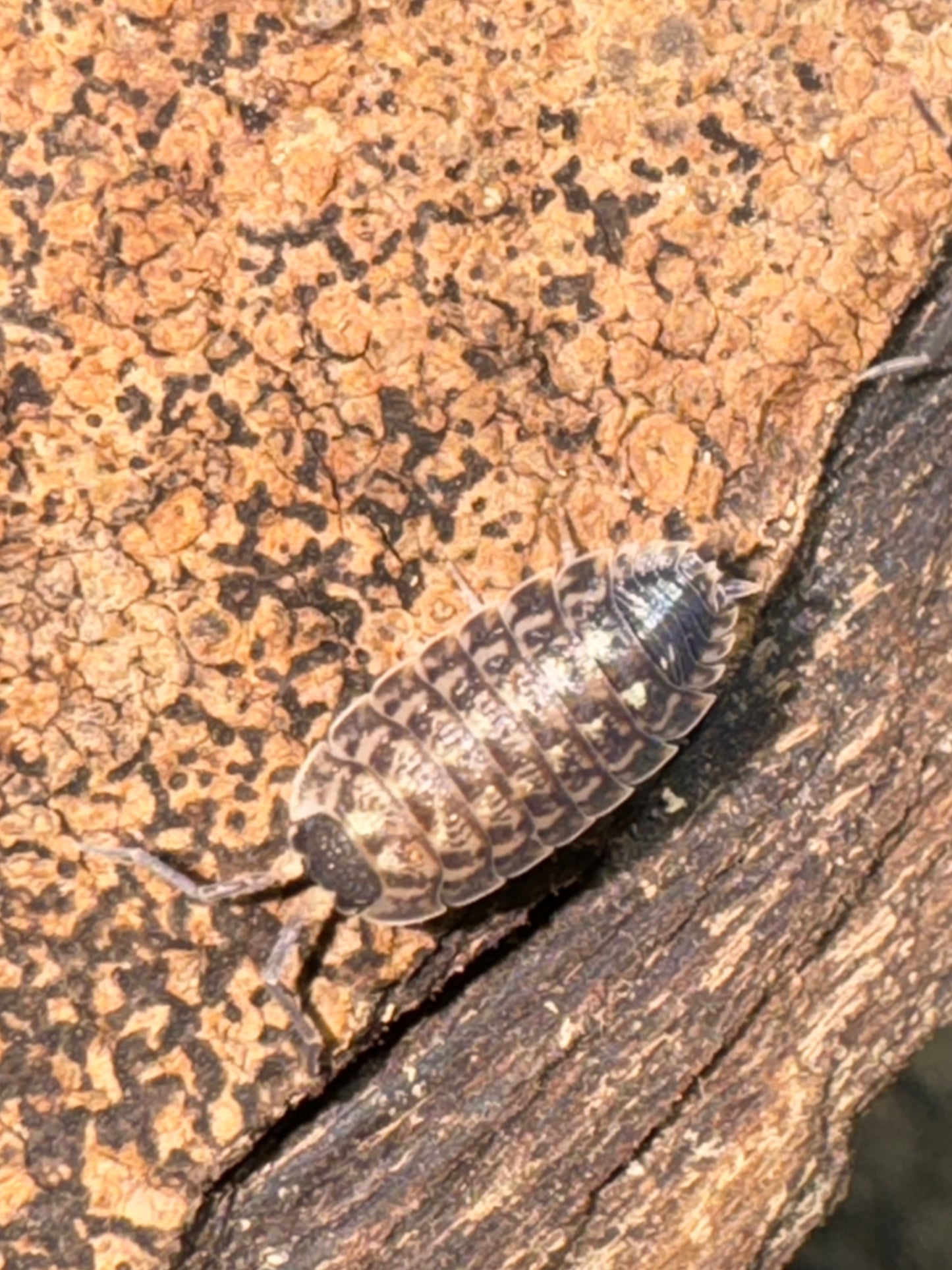 Porcellio High Yellow Spinicornis