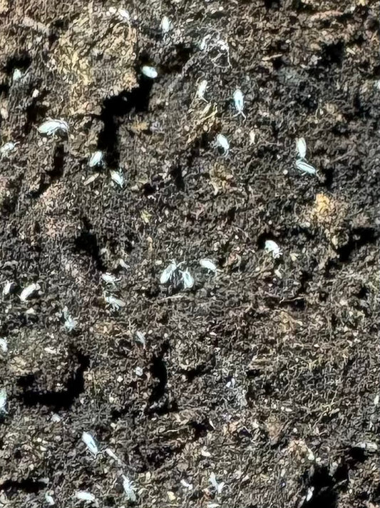 Entomobrya Sp. "Silver" Springtails