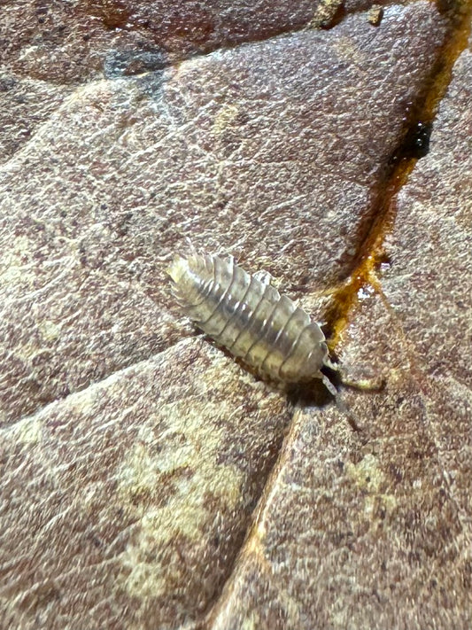 Nagurus Cristatus Dwarf Stripped Grey Isopods