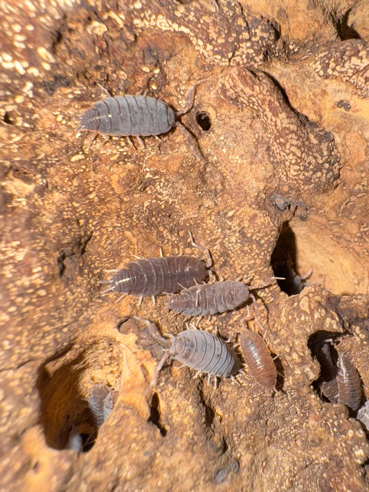 Porcellionides Pruinosus “Powder Blue”