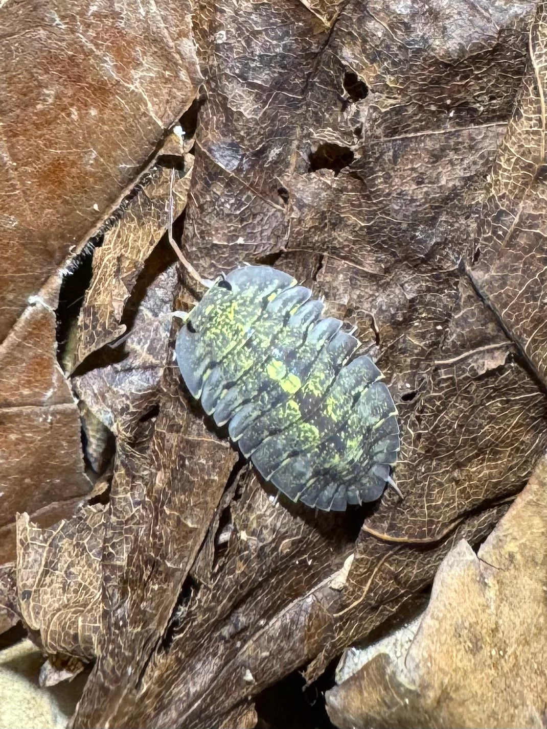 Cubaris Sp. Green Spots