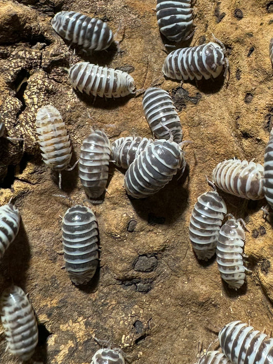 Armadillidium Maculatum “High White” Zebra