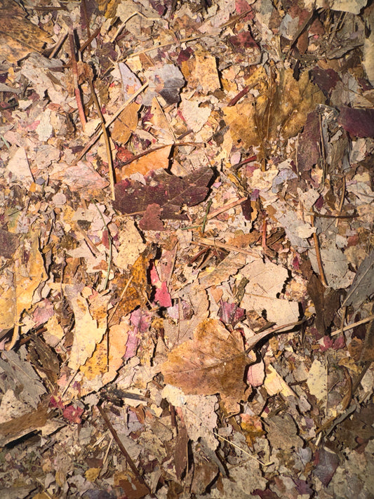Sugar Maple Leaves (mulched)