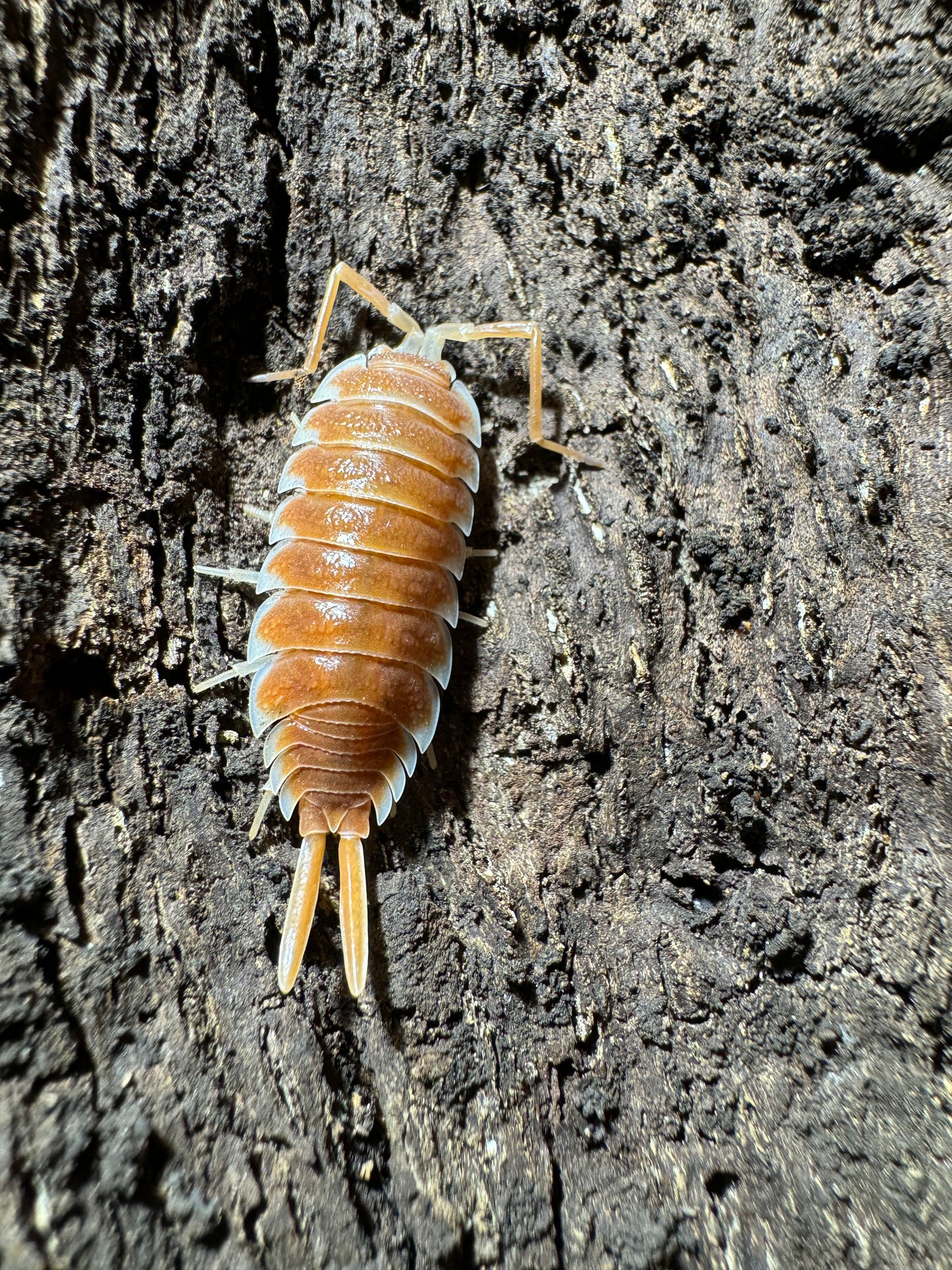 Porcellio Hoffmanseggi “Orange”